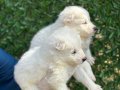 Gülen Surat Efsane Samoyed Yavrularımız