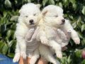 Gülen Surat Efsane Samoyed Yavrularımız