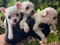 Efsane Elma kafa Chihuahua Yavrularımız