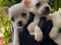 Efsane Elma kafa Chihuahua Yavrularımız