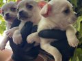 Efsane Elma kafa Chihuahua Yavrularımız