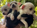 Efsane Elma kafa Chihuahua Yavrularımız