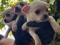 Efsane Elma kafa Chihuahua Yavrularımız