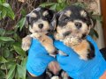 Efsane Minik Morkie Yavrularımız