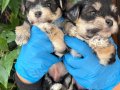 Efsane Minik Morkie Yavrularımız