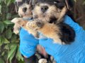Efsane Minik Morkie Yavrularımız