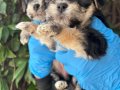 Efsane Minik Morkie Yavrularımız