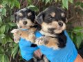 Efsane Minik Morkie Yavrularımız
