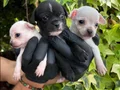 Elma kafa Minik boy Chihuahua (Şivava) Yavrularımız 