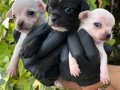Elma kafa Minik boy Chihuahua (Şivava) Yavrularımız 