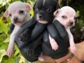 Elma kafa Minik boy Chihuahua (Şivava) Yavrularımız 