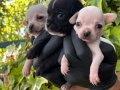 Elma kafa Minik boy Chihuahua (Şivava) Yavrularımız 
