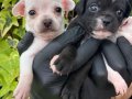 Elma kafa Minik boy Chihuahua (Şivava) Yavrularımız 
