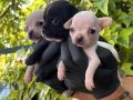Elma kafa Minik boy Chihuahua (Şivava) Yavrularımız 