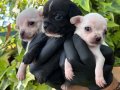Elma kafa Minik boy Chihuahua (Şivava) Yavrularımız 