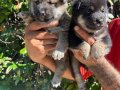 Efsane Shiba inu Harika yavrular