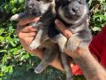 Efsane Shiba inu Harika yavrular