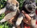 Efsane Shiba inu Harika yavrular