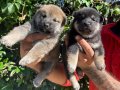 Efsane Shiba inu Harika yavrular