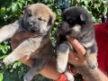 Efsane Shiba inu Harika yavrular