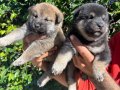 Efsane Shiba inu Harika yavrular