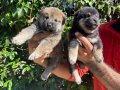 Efsane Shiba inu Harika yavrular