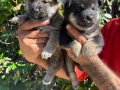 Efsane Shiba inu Harika yavrular