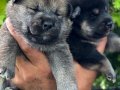 Efsane Shiba inu Mükemmel yavrularımız