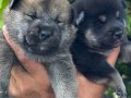 Efsane Shiba inu Mükemmel yavrularımız