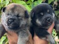 Efsane Shiba inu Mükemmel yavrularımız