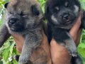 Efsane Shiba inu Mükemmel yavrularımız