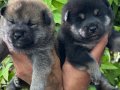 Efsane Shiba inu Mükemmel yavrularımız