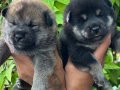 Efsane Shiba inu Mükemmel yavrularımız