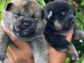 Efsane Shiba inu Mükemmel yavrularımız