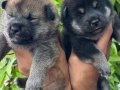 Efsane Shiba inu Mükemmel yavrularımız