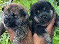 Efsane Shiba inu Mükemmel yavrularımız