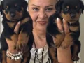 Muhteşem Koca kafa Rottweiler Yavrularımız