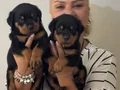 Muhteşem Koca kafa Rottweiler Yavrularımız