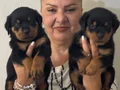 Muhteşem Koca kafa Rottweiler Yavrularımız