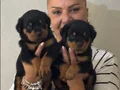 Muhteşem Koca kafa Rottweiler Yavrularımız