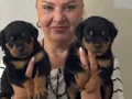 Muhteşem Koca kafa Rottweiler Yavrularımız