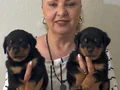 Muhteşem Koca kafa Rottweiler Yavrularımız