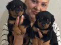 Muhteşem Koca kafa Rottweiler Yavrularımız