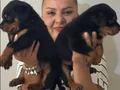 Muhteşem Koca kafa Rottweiler Yavrularımız
