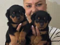 Muhteşem Koca kafa Rottweiler Yavrularımız