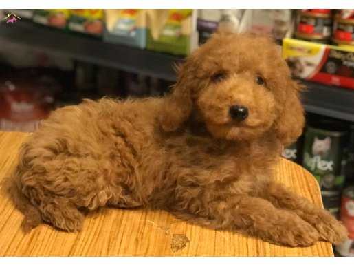 2,5 Aylık Toy Poodle Yavrular MAKUL