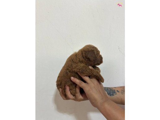 Minyatür Maltipo Bebişler