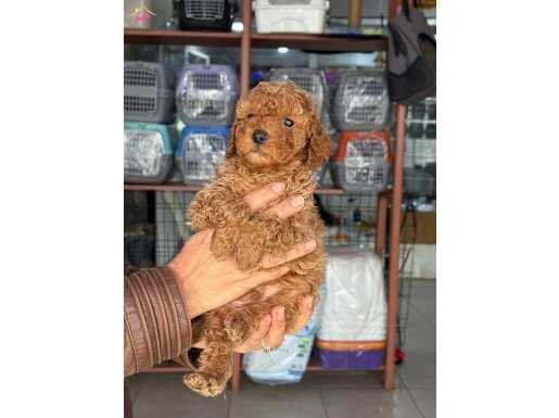 TOY POODLE BEBİŞLERİMİZ