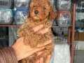 TOY POODLE BEBİŞLERİMİZ