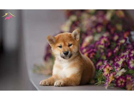 SHİBA İNU Yavru köpekler
